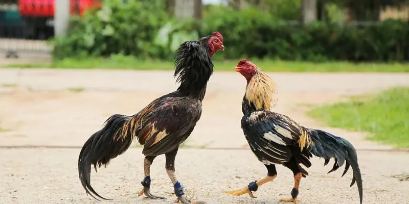 da-cua-dao-duoc-quan-tam-trong-ca-cuoc-truc-tuyen