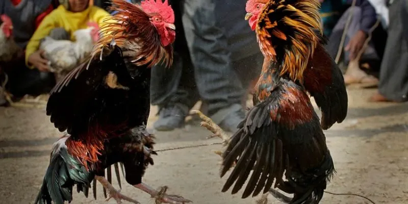 dien-bien-tran-dau-ro-rang