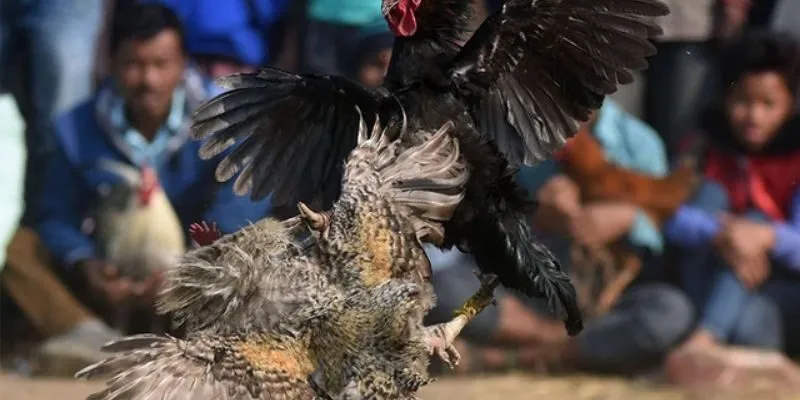 phan-tich-ca-cuoc-da-ga-cua-dao-theo-nhieu-yeu-to