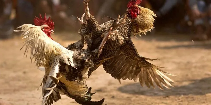 theo-doi-da-ga-tren-thiet-bi-ca-nhan