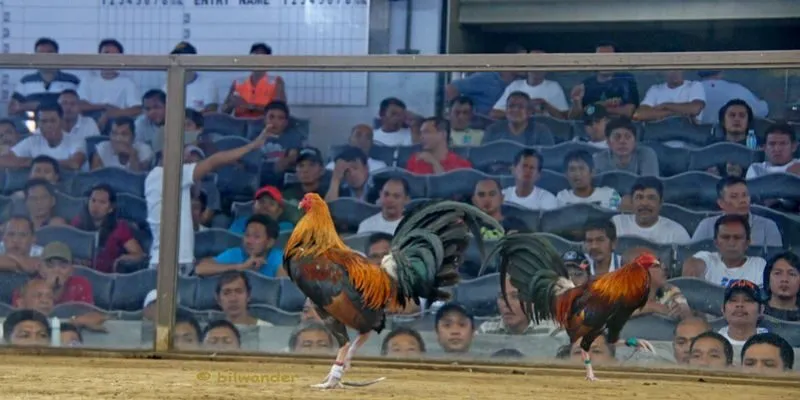 truong-ga-thomo-noi-tieng-khu-vuc