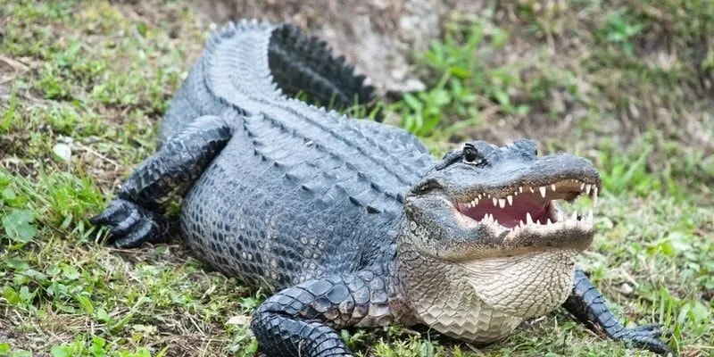 Cá sấu nằm yên đánh con gì