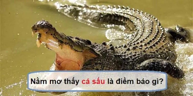 Cá sấu xuất hiện trong giấc mơ mang ý nghĩa cảnh báo