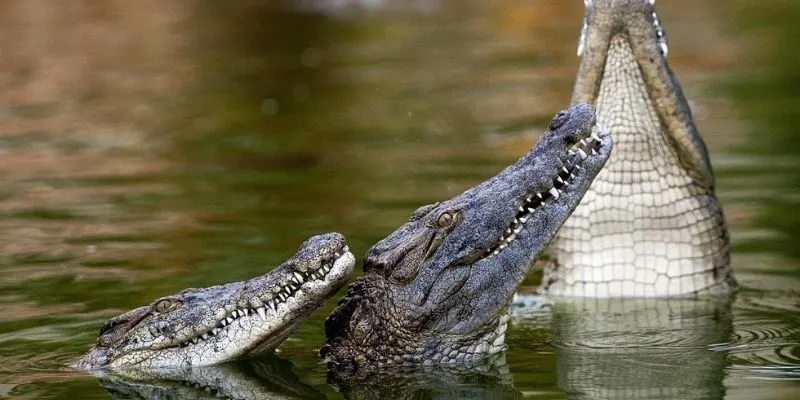 mơ thấy cá sấu